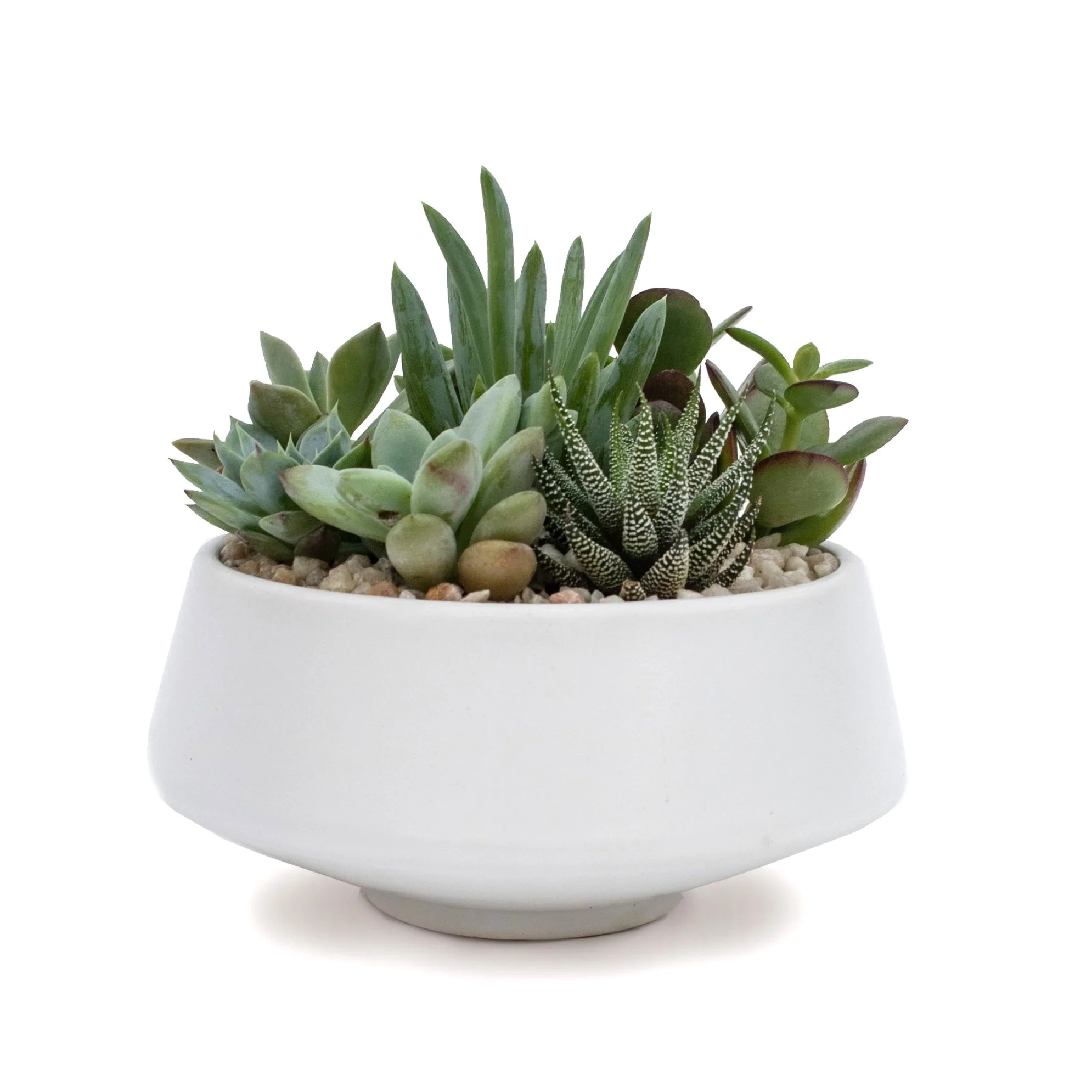 Succulents & Cacti — Cactus & Tropicals